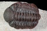Red Barrandeops Trilobite - Hmar Laghdad, Morocco #106842-5